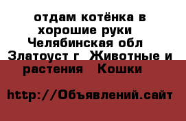 отдам котёнка в хорошие руки - Челябинская обл., Златоуст г. Животные и растения » Кошки   